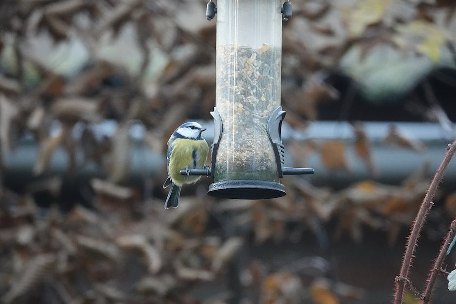 Bird Feeder For Deck — photo by 