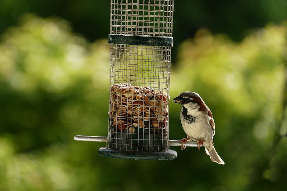 Bird Feeder Pole With Squirrel Baffle