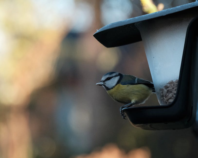 Bird Feeder Baffles For Squirrels