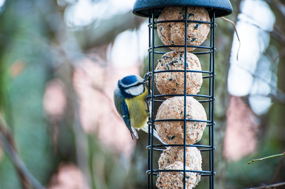 Bird Feeder For Deck , photo by 