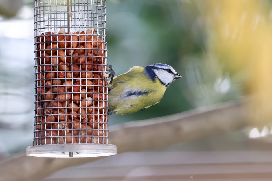 Squirrel Dome For Bird Feeder