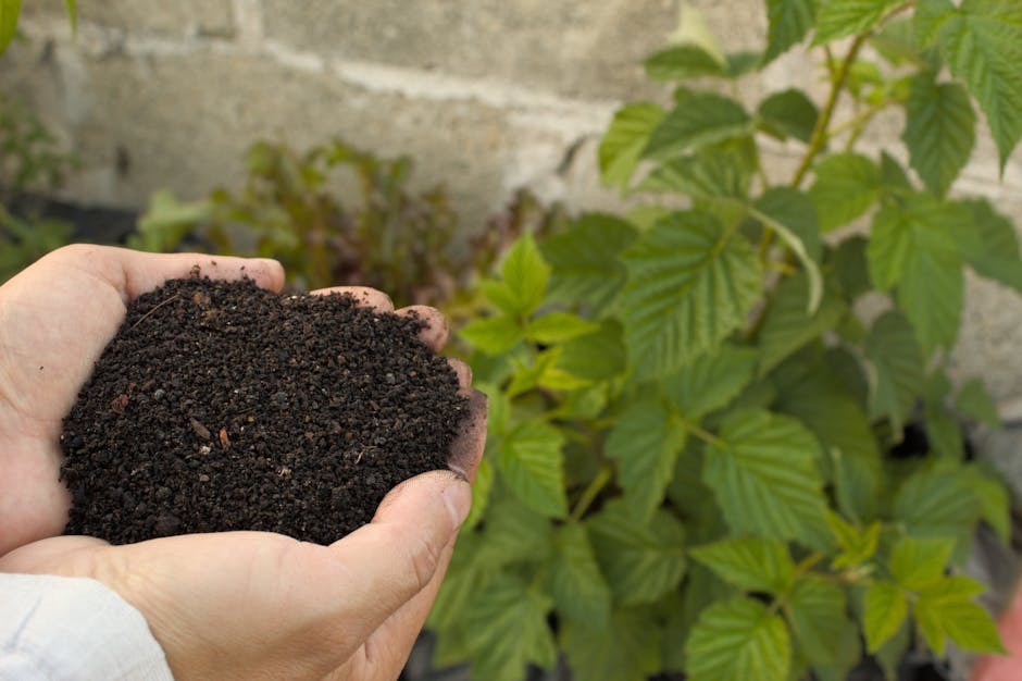 Worm Castings Vs Compost