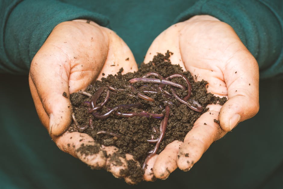 Worm Castings Vs Compost
